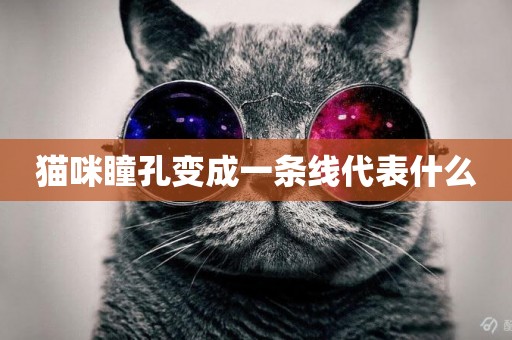 貓咪瞳孔變成一條線代表什么