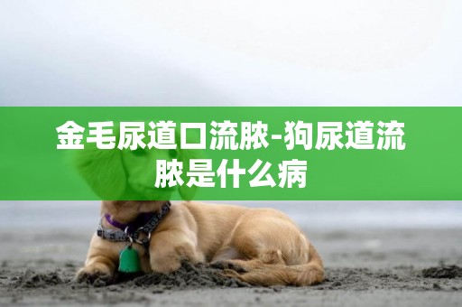 金毛尿道口流膿-狗尿道流膿是什么病