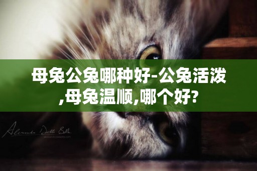 母兔公兔哪種好-公兔活潑,母兔溫順,哪個好?