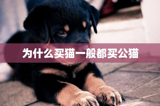 為什么買貓一般都買公貓