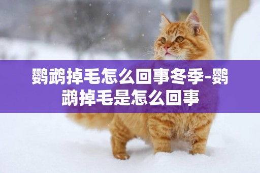 鸚鵡掉毛怎么回事冬季-鸚鵡掉毛是怎么回事