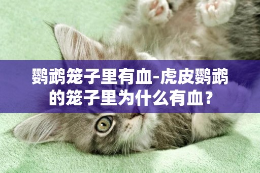 鸚鵡籠子里有血-虎皮鸚鵡的籠子里為什么有血？