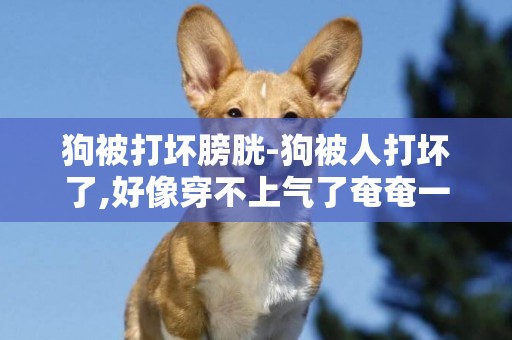 狗被打壞膀胱-狗被人打壞了,好像穿不上氣了奄奄一息怎么辦!!