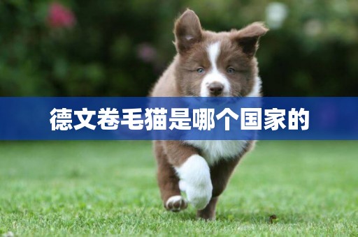 德文卷毛貓是哪個國家的