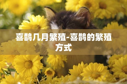 喜鵲幾月繁殖-喜鵲的繁殖方式