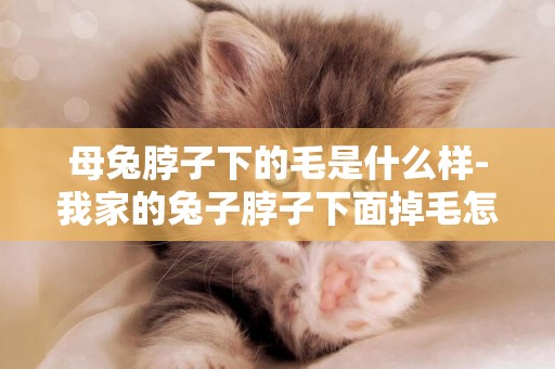 母兔脖子下的毛是什么樣-我家的兔子脖子下面掉毛怎么辦