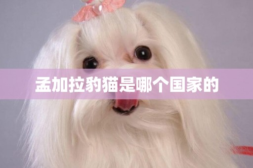 孟加拉豹貓是哪個國家的