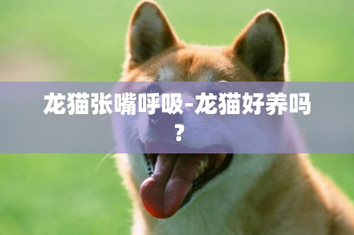 龍貓張嘴呼吸-龍貓好養嗎？