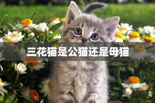 三花貓是公貓還是母貓