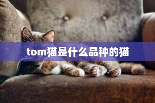 tom貓是什么品種的貓