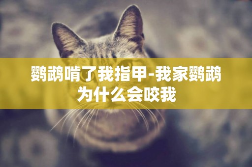 鸚鵡啃了我指甲-我家鸚鵡為什么會咬我