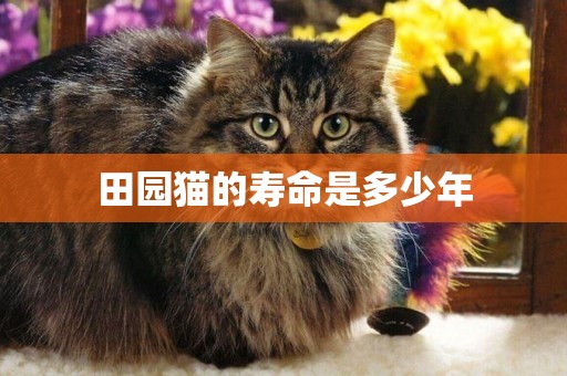 田園貓的壽命是多少年