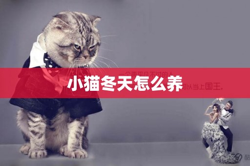 小貓冬天怎么養