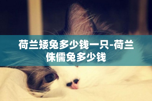 荷蘭矮兔多少錢一只-荷蘭侏儒兔多少錢