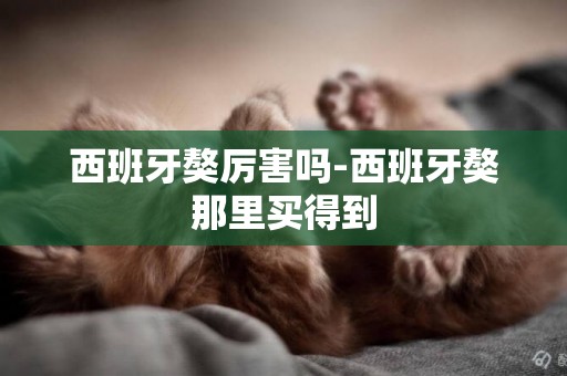 西班牙獒厲害嗎-西班牙獒那里買得到