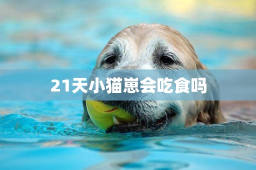 21天小貓崽會吃食嗎