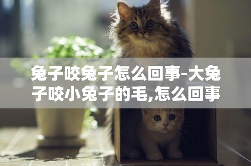 兔子咬兔子怎么回事-大兔子咬小兔子的毛,怎么回事