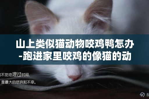 山上類似貓動物咬雞鴨怎辦-跑進家里咬雞的像貓的動物，有黃色光滑毛皮，有尾巴，