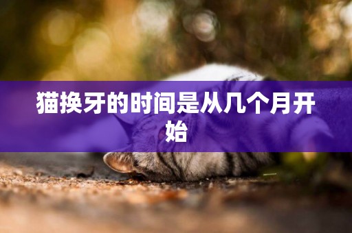貓換牙的時間是從幾個月開始