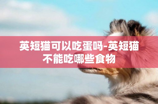 英短貓可以吃蛋嗎-英短貓不能吃哪些食物