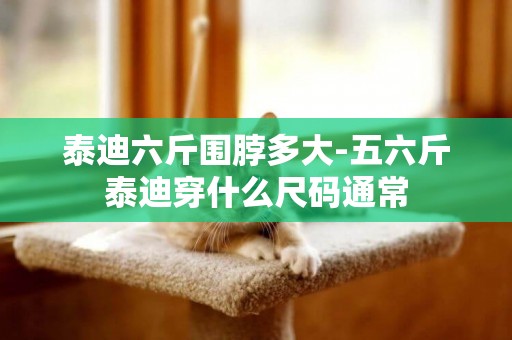 泰迪六斤圍脖多大-五六斤泰迪穿什么尺碼通常