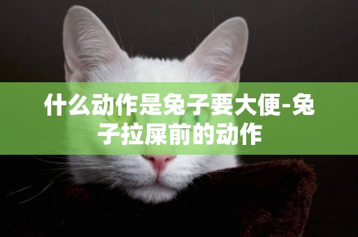 什么動作是兔子要大便-兔子拉屎前的動作