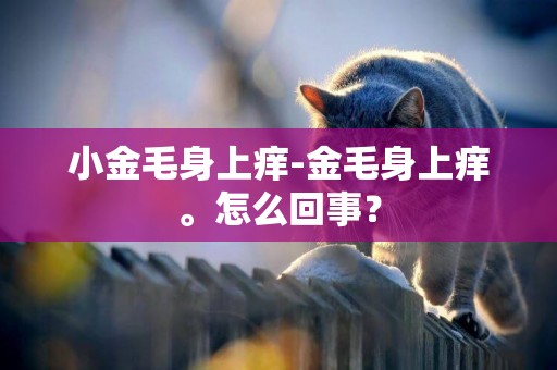 小金毛身上癢-金毛身上癢。怎么回事？