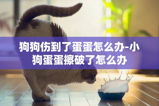狗狗傷到了蛋蛋怎么辦-小狗蛋蛋擦破了怎么辦