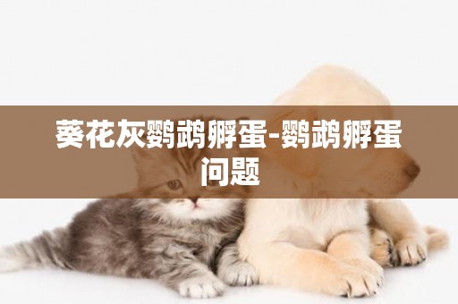 葵花灰鸚鵡孵蛋-鸚鵡孵蛋問題