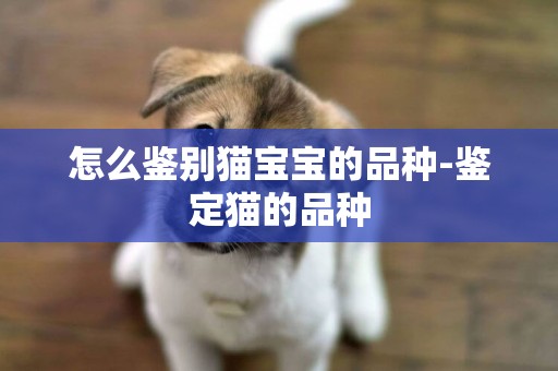怎么鑒別貓寶寶的品種-鑒定貓的品種