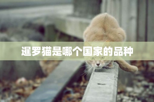 暹羅貓是哪個國家的品種