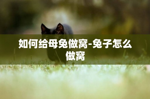 如何給母兔做窩-兔子怎么做窩