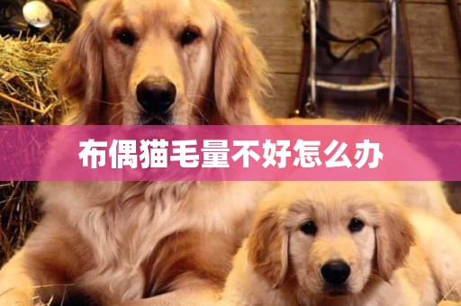 布偶貓毛量不好怎么辦