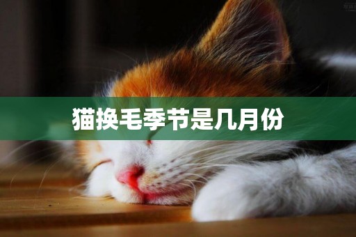 貓換毛季節是幾月份