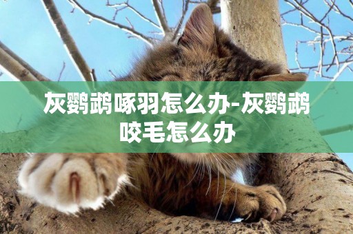 灰鸚鵡啄羽怎么辦-灰鸚鵡咬毛怎么辦