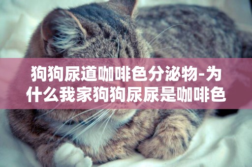 狗狗尿道咖啡色分泌物-為什么我家狗狗尿尿是咖啡色的