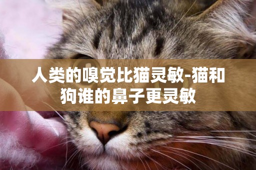 人類的嗅覺比貓靈敏-貓和狗誰的鼻子更靈敏
