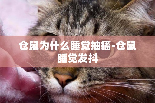 倉鼠為什么睡覺抽搐-倉鼠睡覺發抖