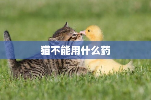 貓不能用什么藥
