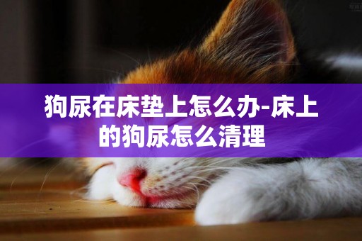 狗尿在床墊上怎么辦-床上的狗尿怎么清理