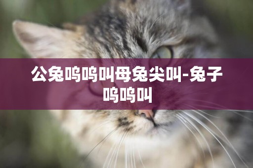 公兔嗚嗚叫母兔尖叫-兔子嗚嗚叫