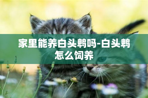 家里能養白頭鵯嗎-白頭鵯怎么飼養