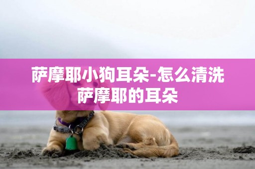 薩摩耶小狗耳朵-怎么清洗薩摩耶的耳朵
