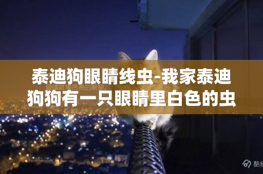 泰迪狗眼睛線蟲-我家泰迪狗狗有一只眼睛里白色的蟲子怎么辦啊