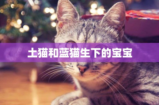 土貓和藍貓生下的寶寶