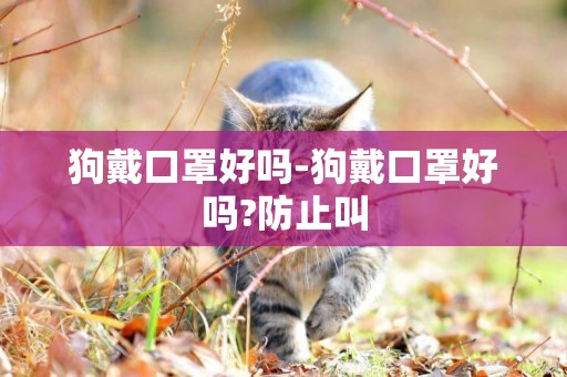 狗戴口罩好嗎-狗戴口罩好嗎?防止叫