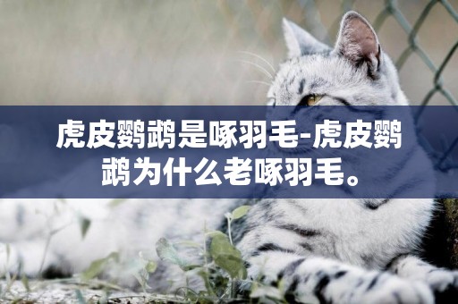 虎皮鸚鵡是啄羽毛-虎皮鸚鵡為什么老啄羽毛。
