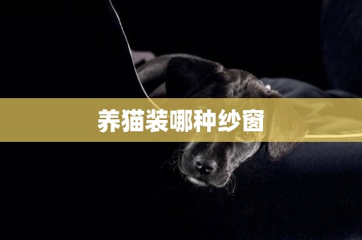 養貓裝哪種紗窗