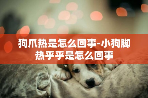 狗爪熱是怎么回事-小狗腳熱乎乎是怎么回事