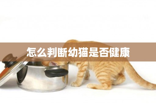 怎么判斷幼貓是否健康